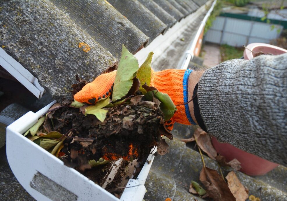 A person wearing an orange work glove scooping a handful of wet leaves and debris out of a white rain gutter.